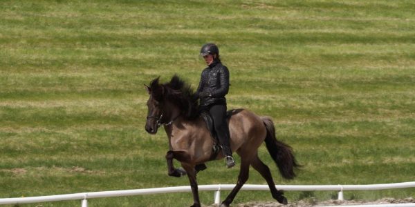 The first horses to go to a breeding assessment